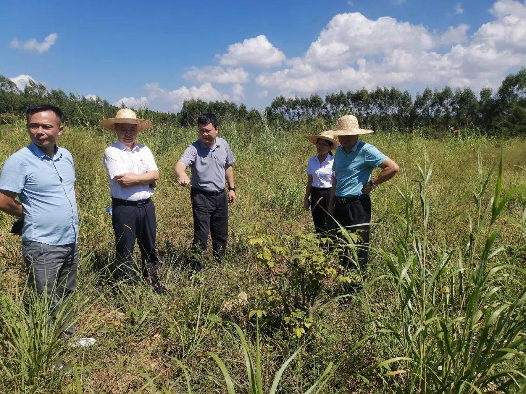 铁力市,南岔县中医药园区开始建设,筑牢了中药材产业发展根基;帮助