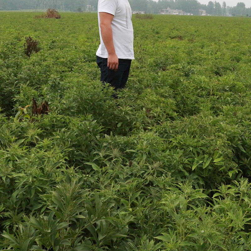 永州急性子药材种苗种植基地藏红花药材种苗一亩地成本多少钱