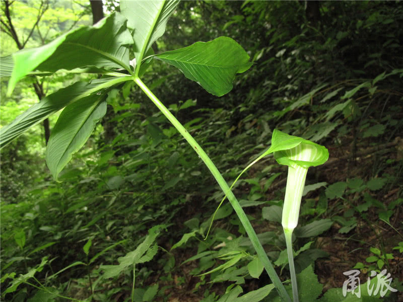 扎兰屯金丝皇菊苗公司哪家好,灵芝苗采购价格