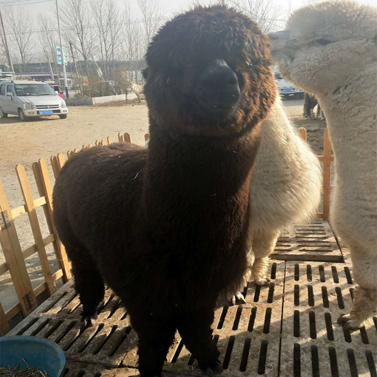 供应黑天鹅蛋报价