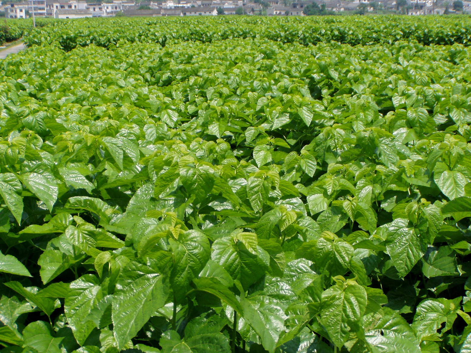 陕西大量果桑系列哪里有卖