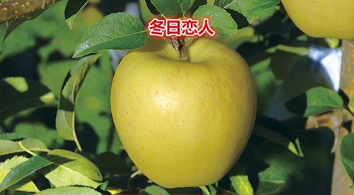 冬日恋人苹果
