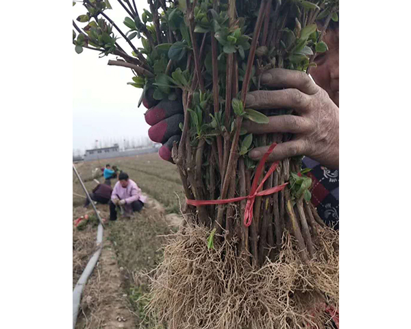 山東供應1公分枸杞苗多少錢