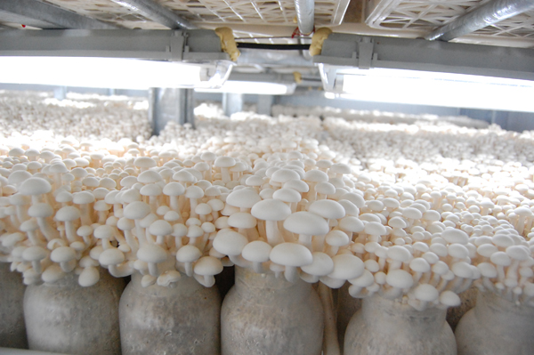 东城安全菇类种植基地