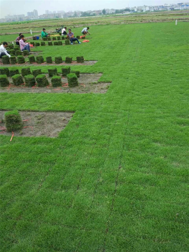 宾阳精品阔叶马尼拉草种基地-绿博草皮花木场