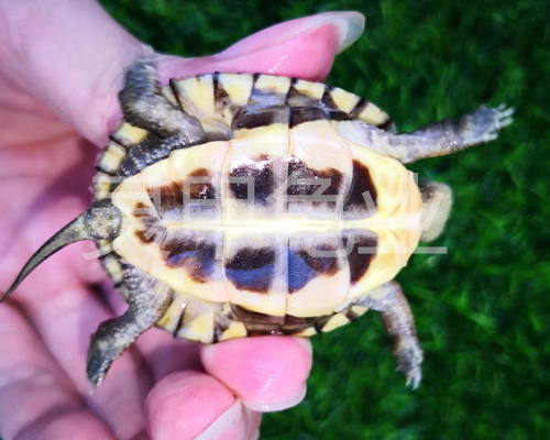 江山人工养殖断板龟