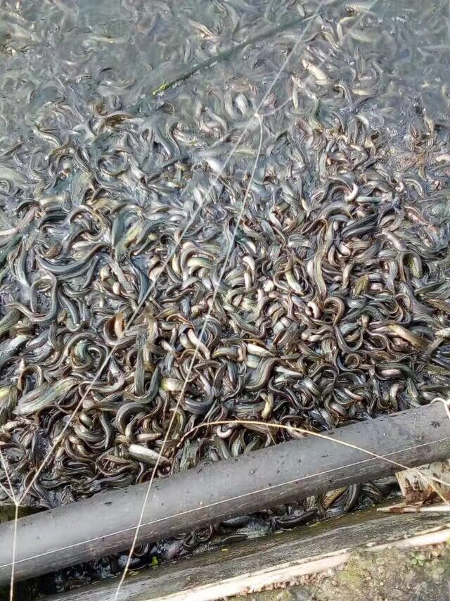 泥鳅养殖技术与成本 泥鳅的养殖技术和利润
