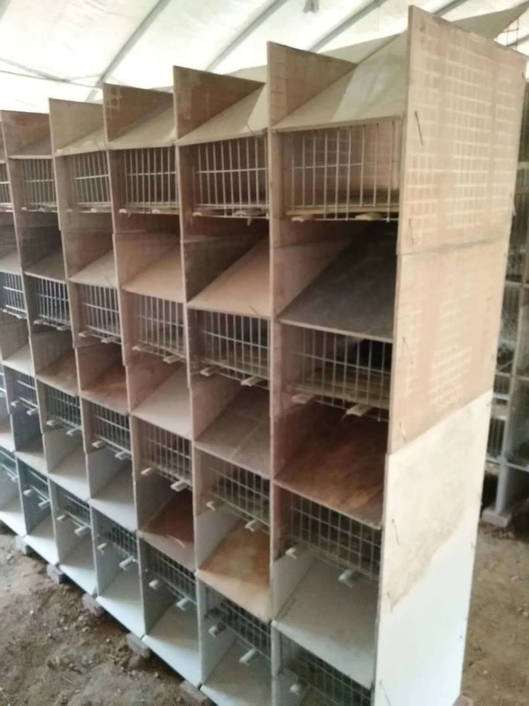 江苏兔笼的设计