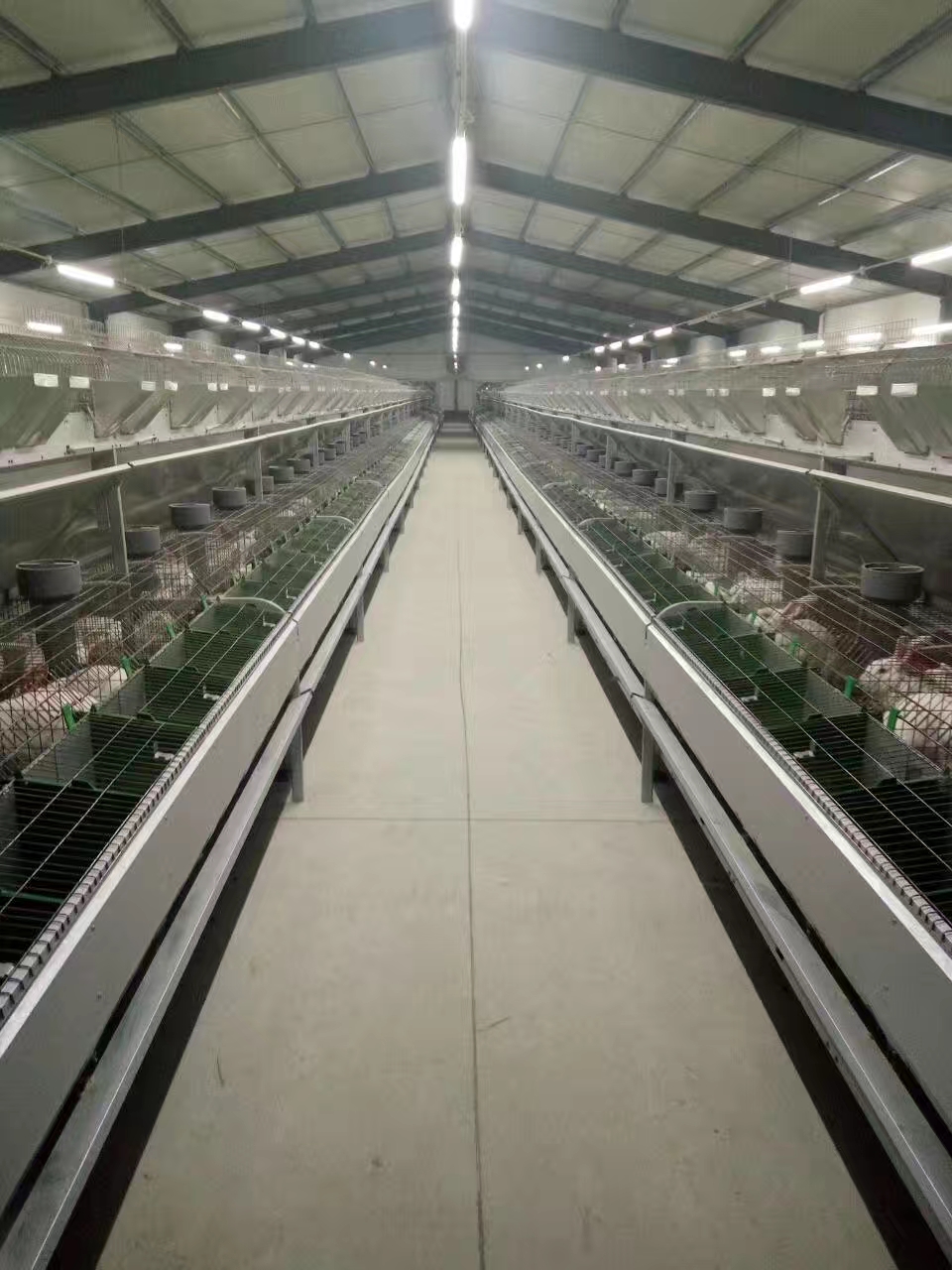 兔笼板_山东兔笼板哪家好-绿创畜牧设备-大拇指商务网