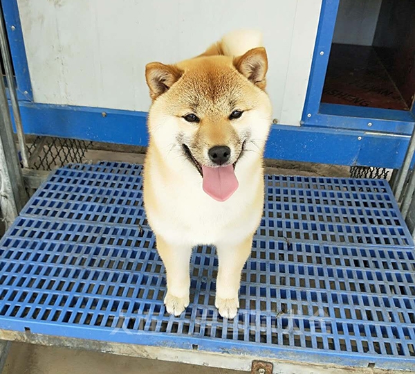 江苏血统纯正美浓柴犬贵么