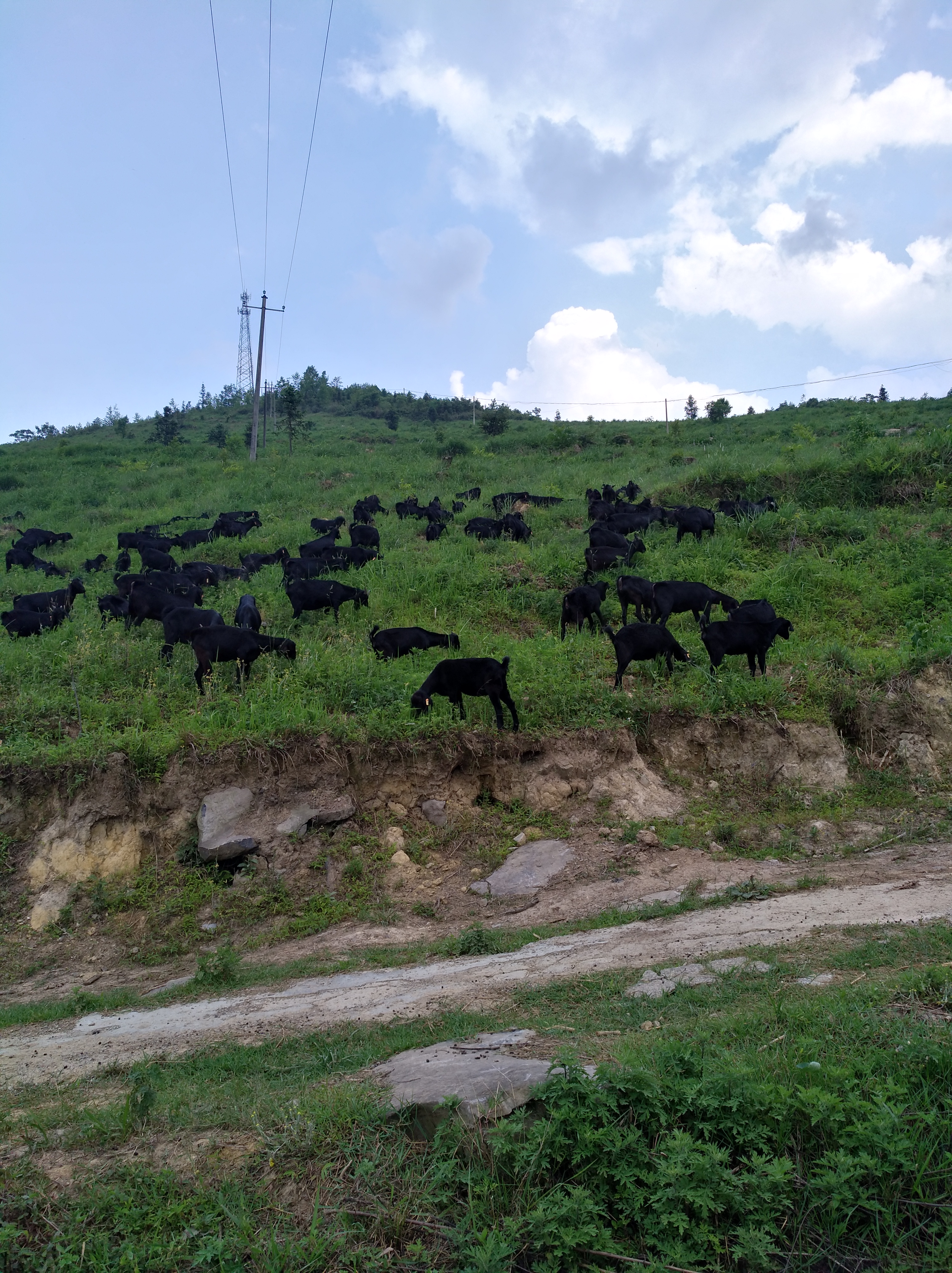 湖北专业云南养殖批发