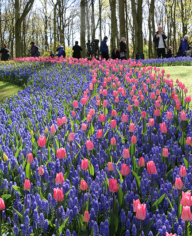 山东专业盆栽朱顶红应商