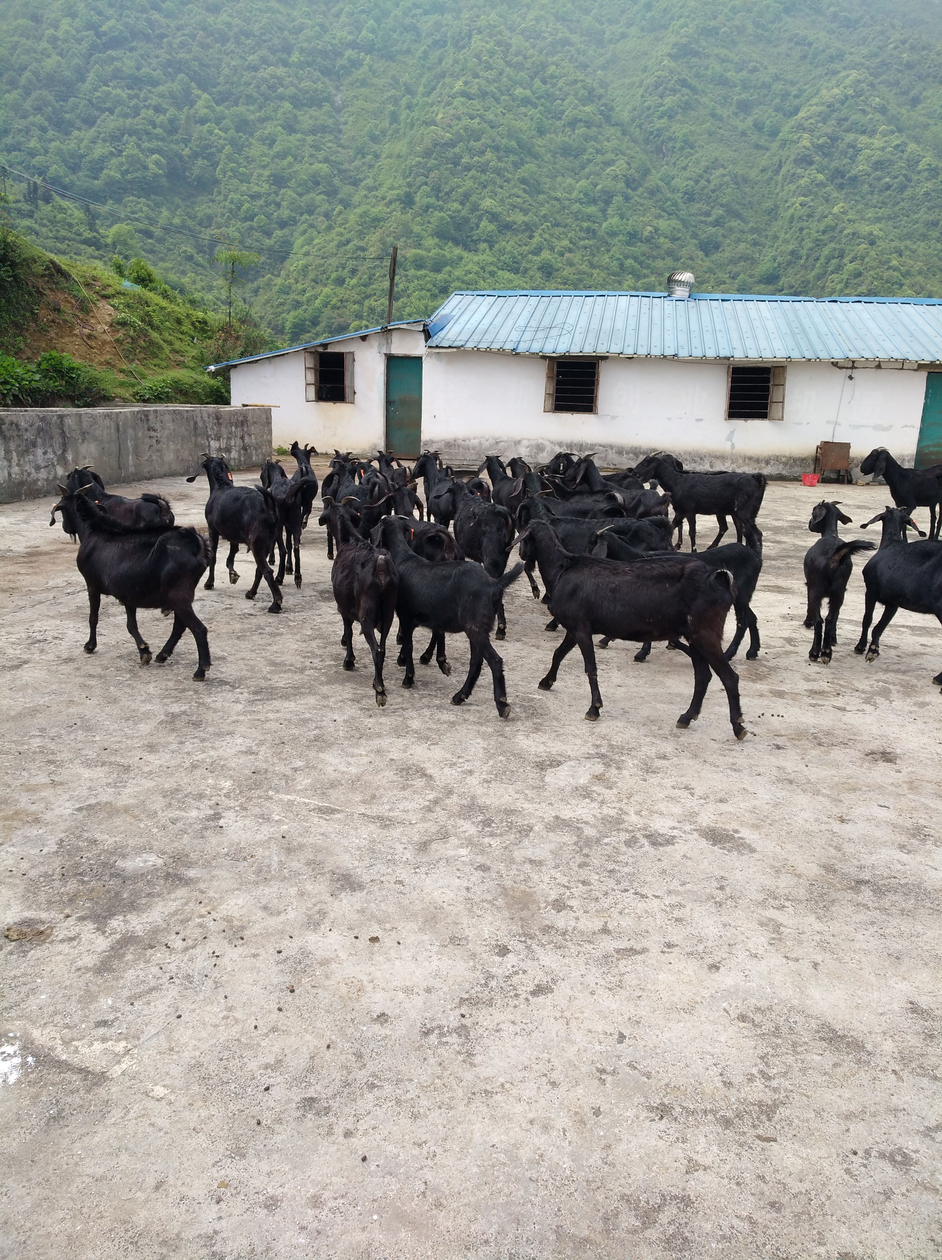 甘肃本地云南养殖多少钱一只