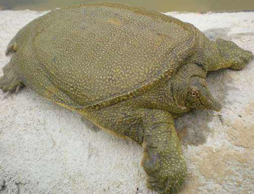 长沙长期供应乌鳖