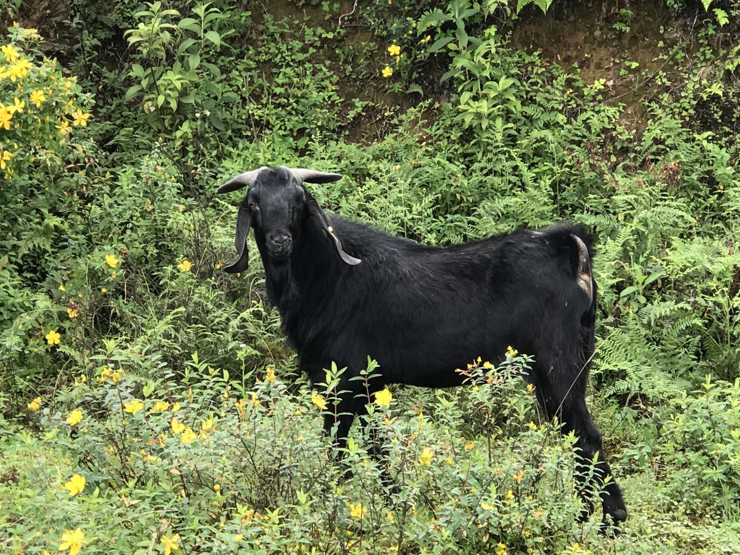 广西哪里有纯种种羊批发批发