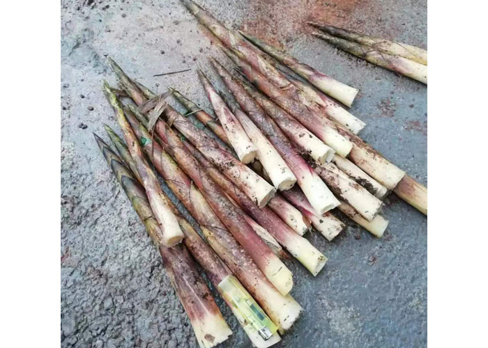 仁怀优质造林竹报价