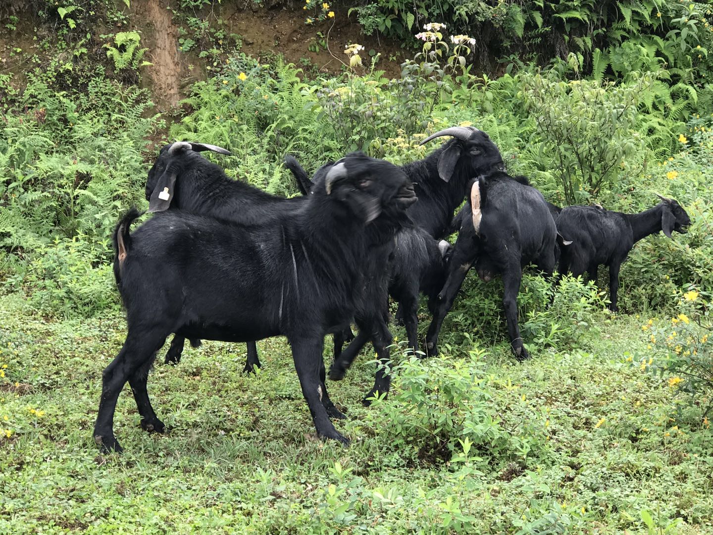 云南改良努比亚山羊出售