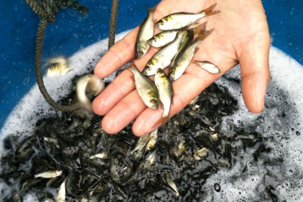 贵州鲶鱼鱼苗养殖场