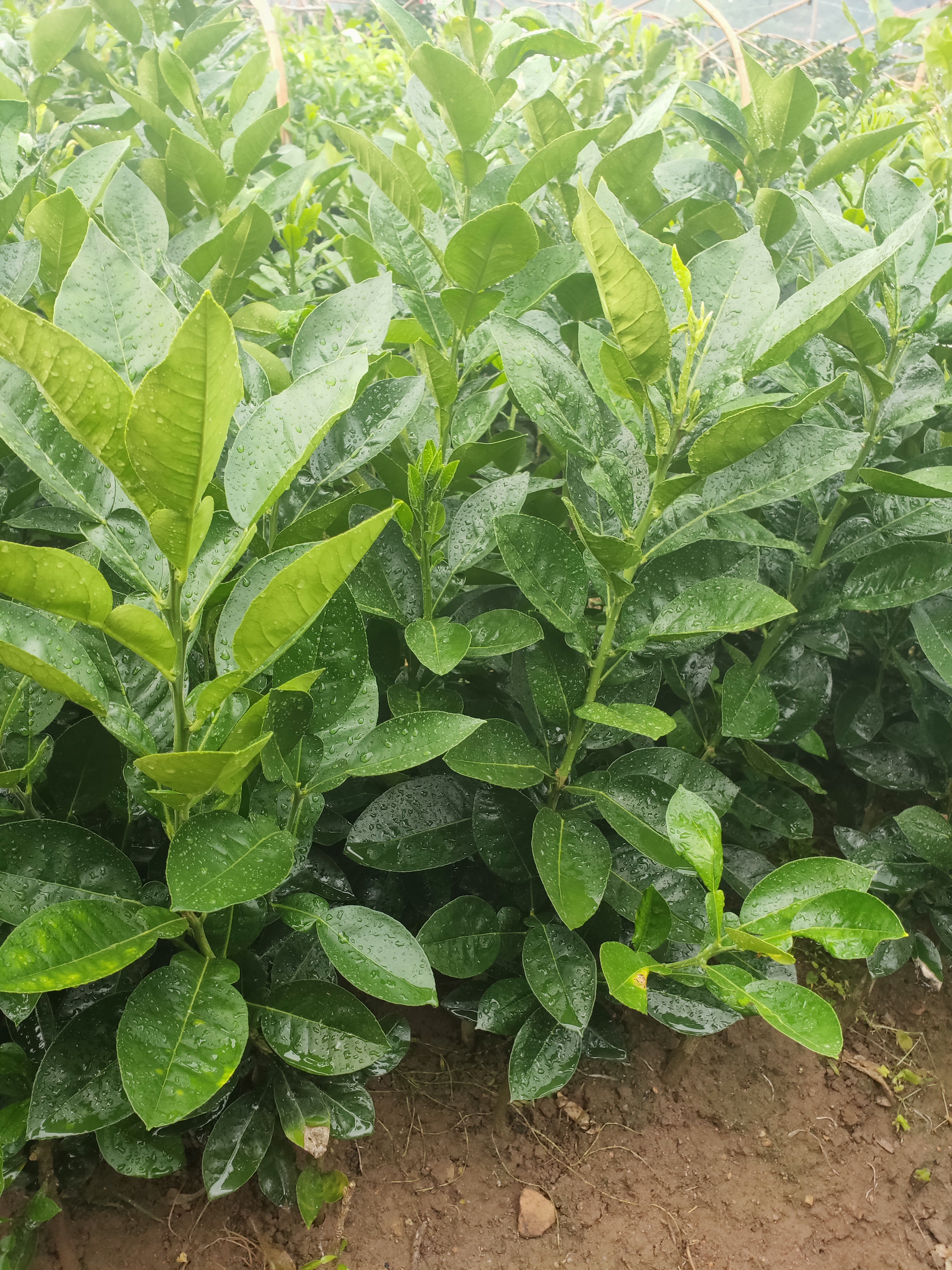 云南越南水晶红柚苗稀缺品种泰国红柚苗正规销售渠道