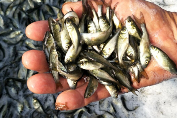 西安淡水魚批發-奕翔魚苗養殖場