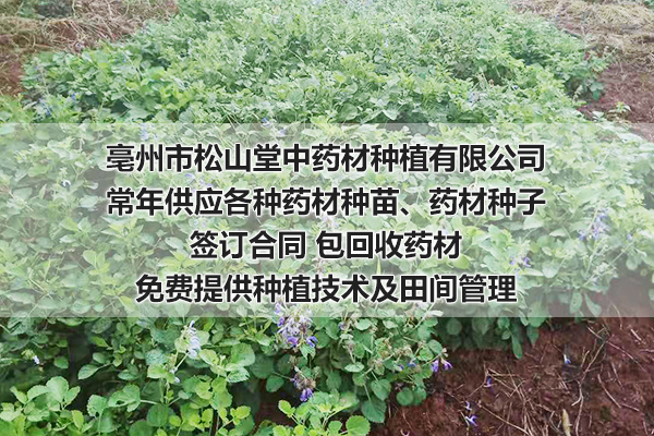 山东求购白术种子多少钱-亳州松山堂中药材种植公司