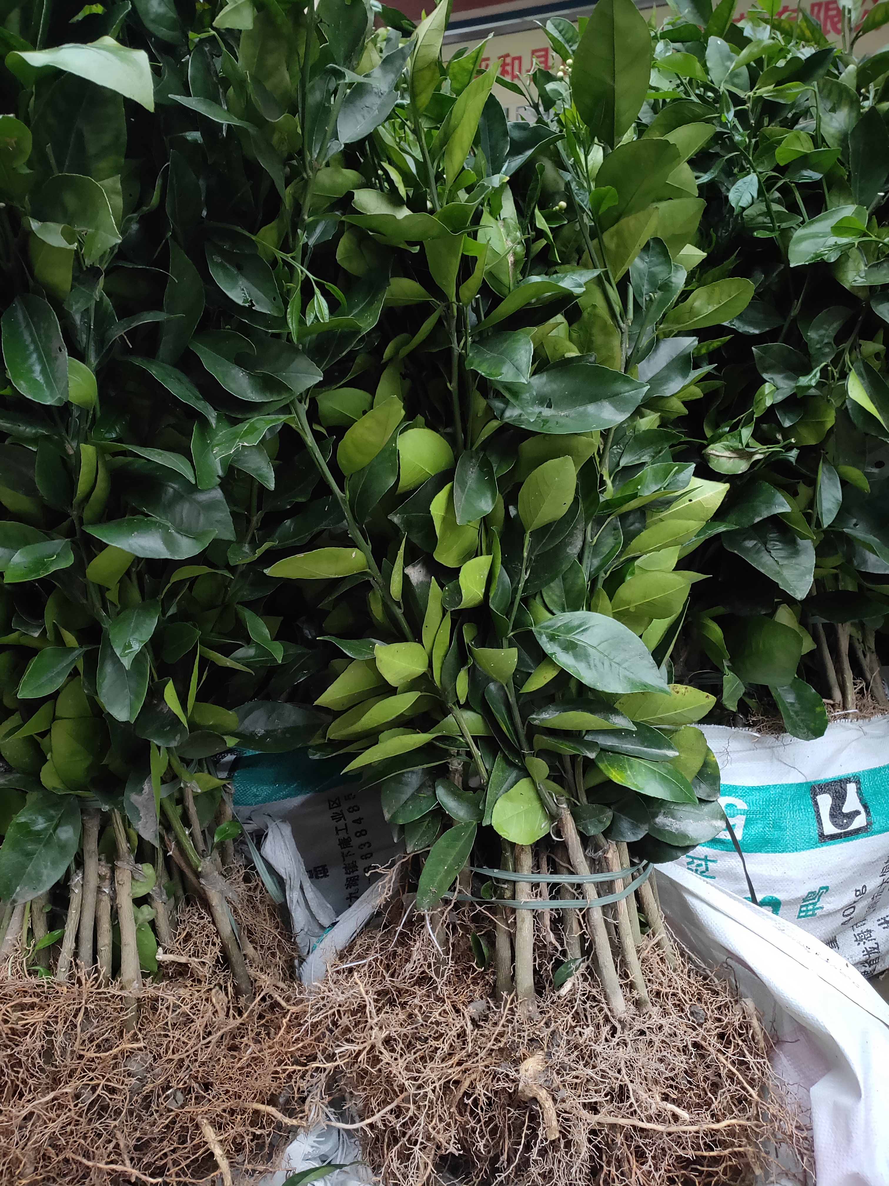 浙江产地直销金葵砂糖橘苗稀缺品种