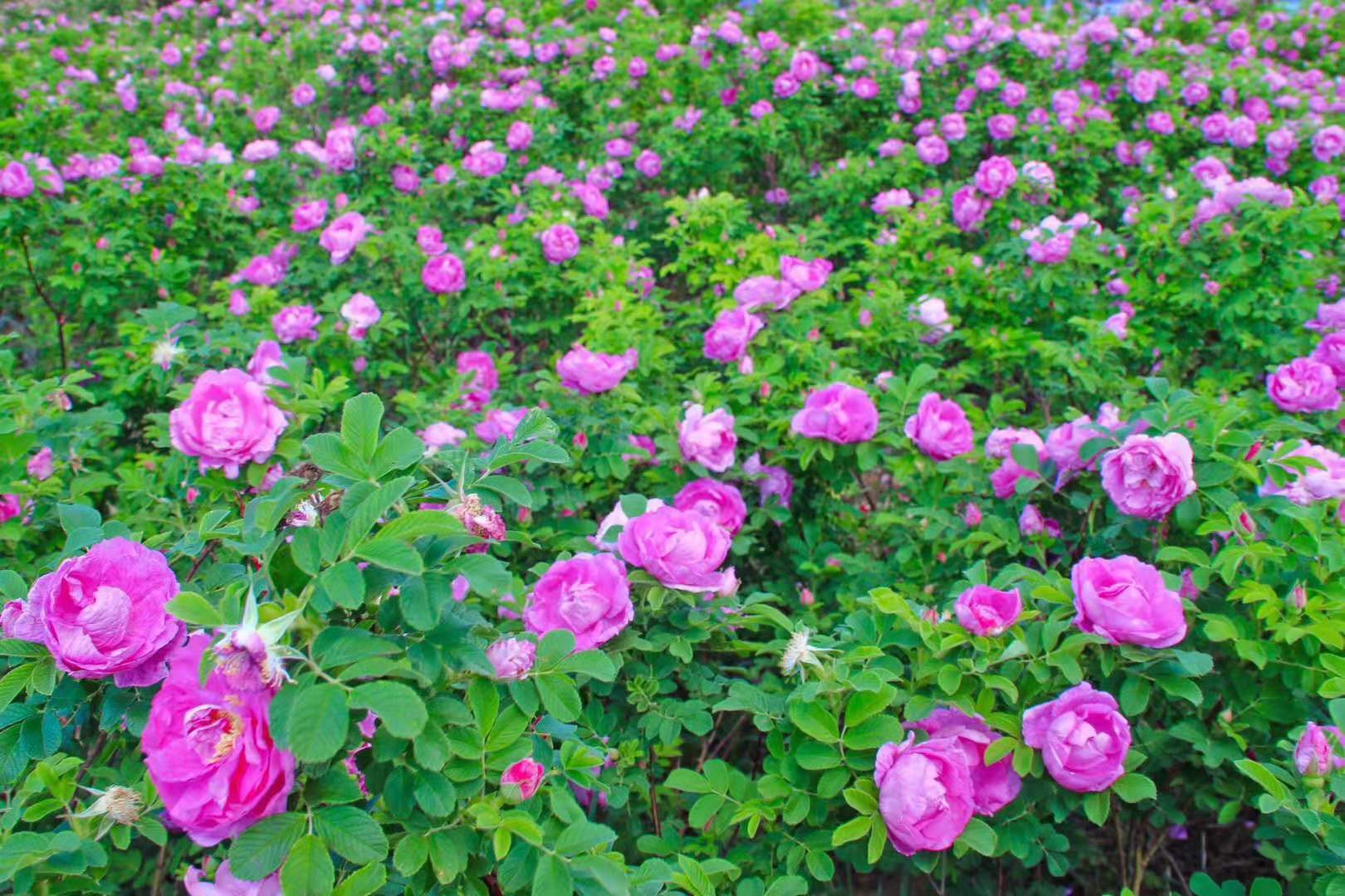 其香气浓郁可填补月季的有花无香 寒地玫瑰作为难得的园林