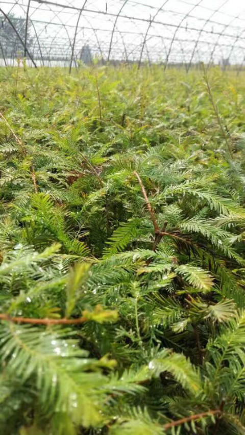 淮安推荐8公分中山杉小苗