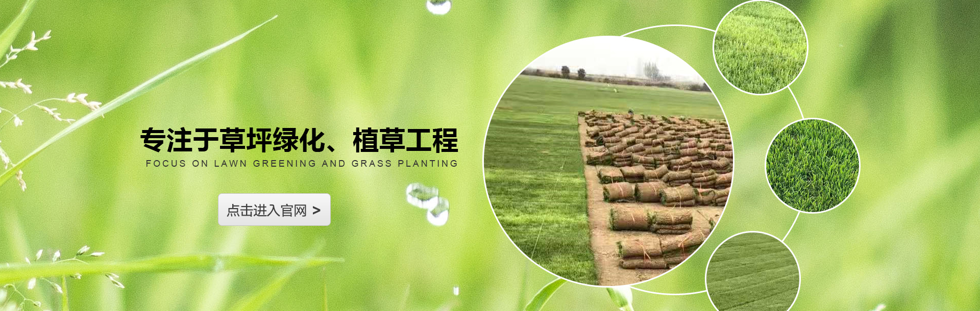 供应绿化草皮厂家