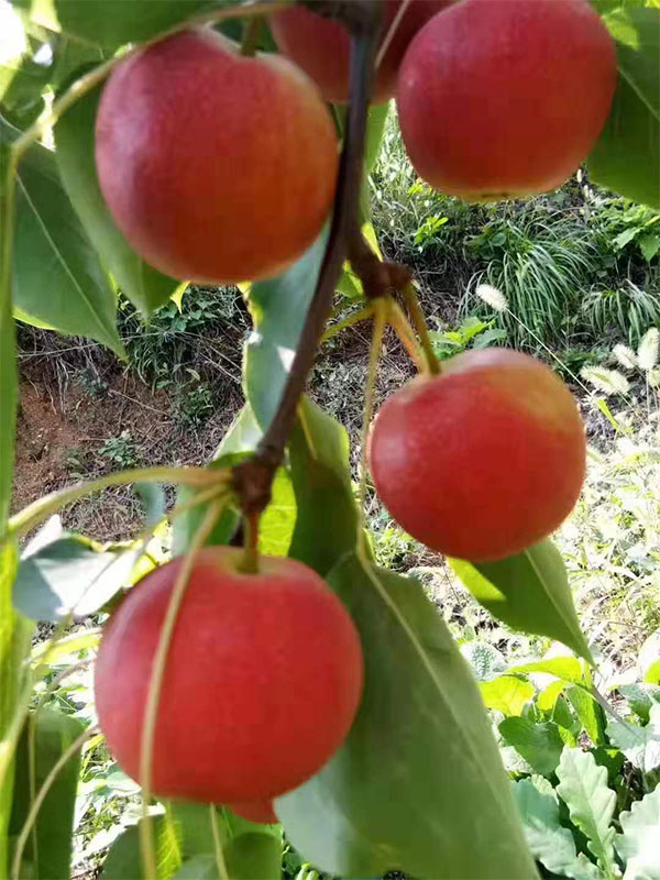 云南优质甜帅苹果新成果