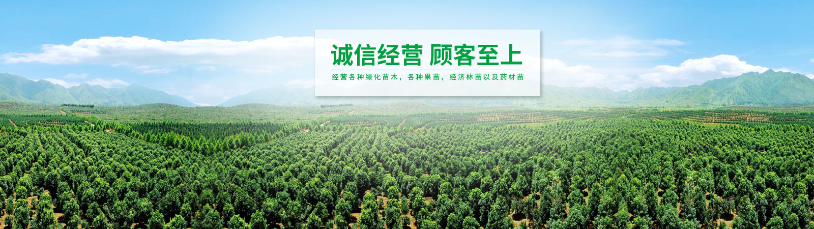绿化苗批发基地地址