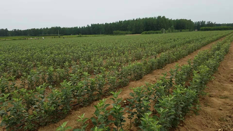 中心tasyymmzx本临沂市鑫尚果品苗木有限公司常年种植与出售苹果苗
