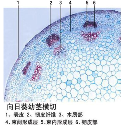 南瓜茎横切结构图简图图片