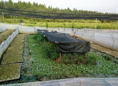 衡水青蛙养殖市场价格