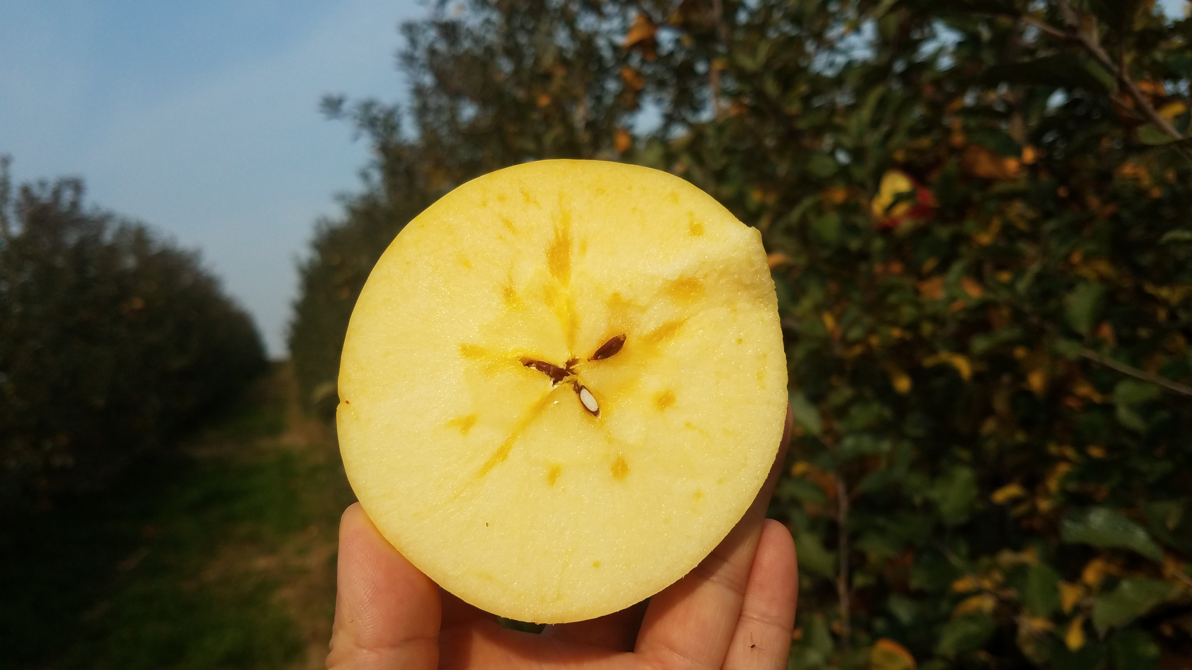 浙江绿色国光苹果团购