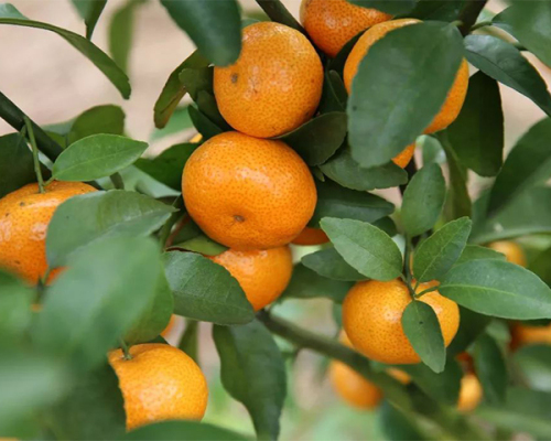 象州水晶绿硒沙糖橘批发