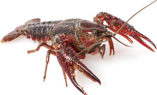 欧洲波纹龙虾食用季节