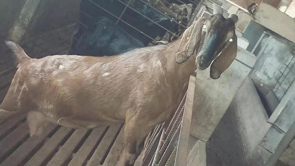 辽宁大耳羊羊苗采购,大耳羊种羊出售