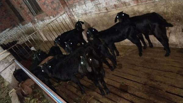 天津大耳羊种羊黄羊公司