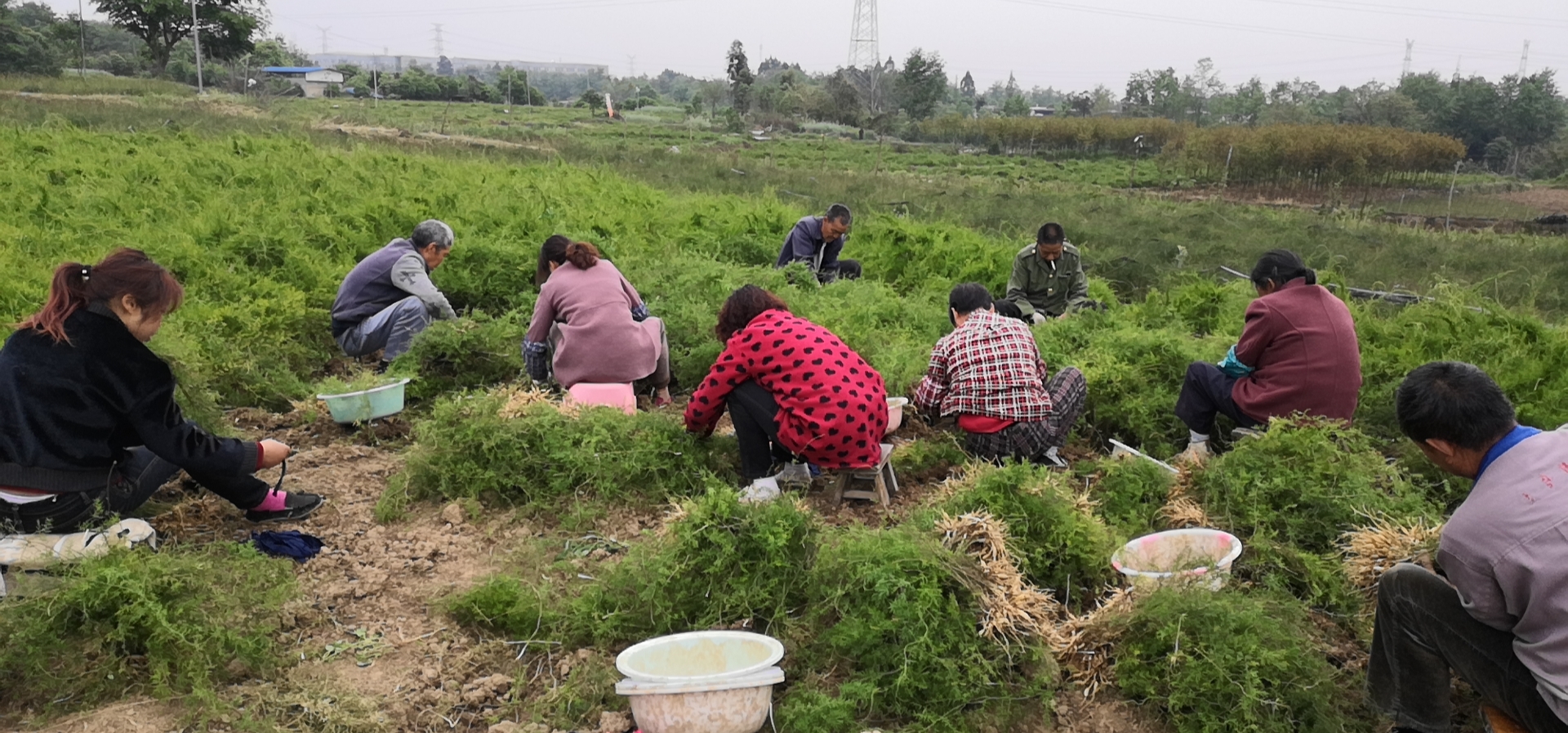 簡陽種植天冬種苗合作社