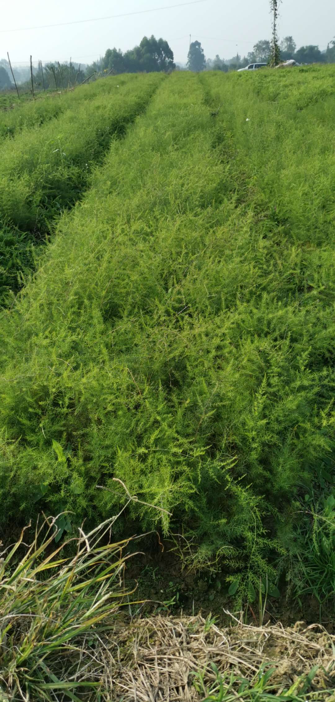 岳陽種植天冬種苗多少錢天冬種苗種植種植技術