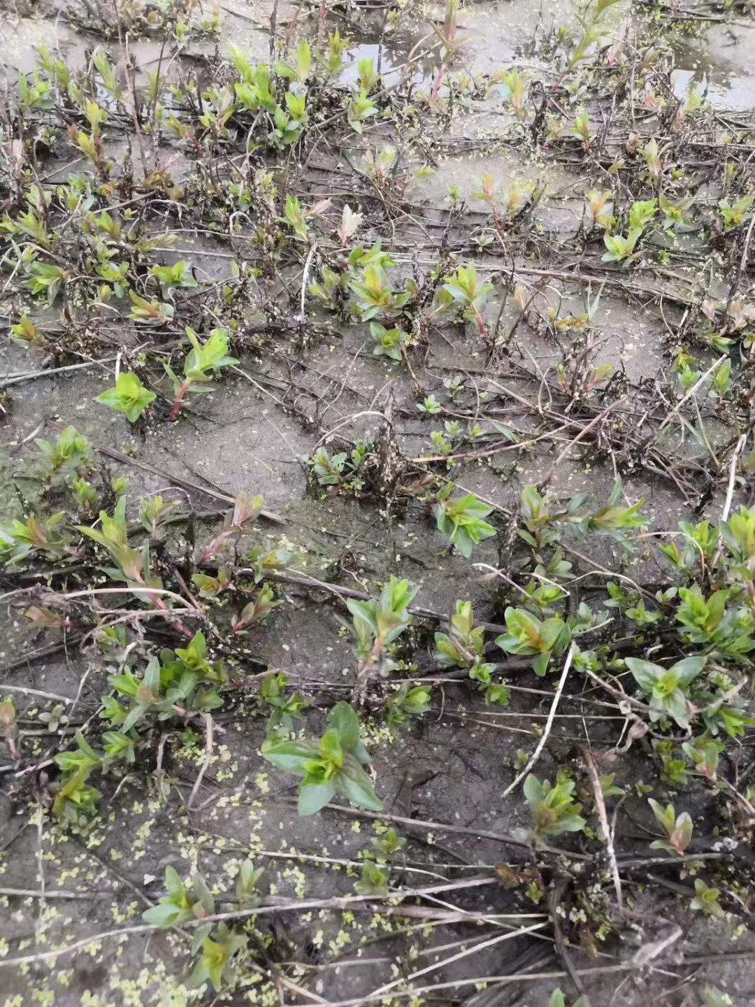 江苏铜钱草基地