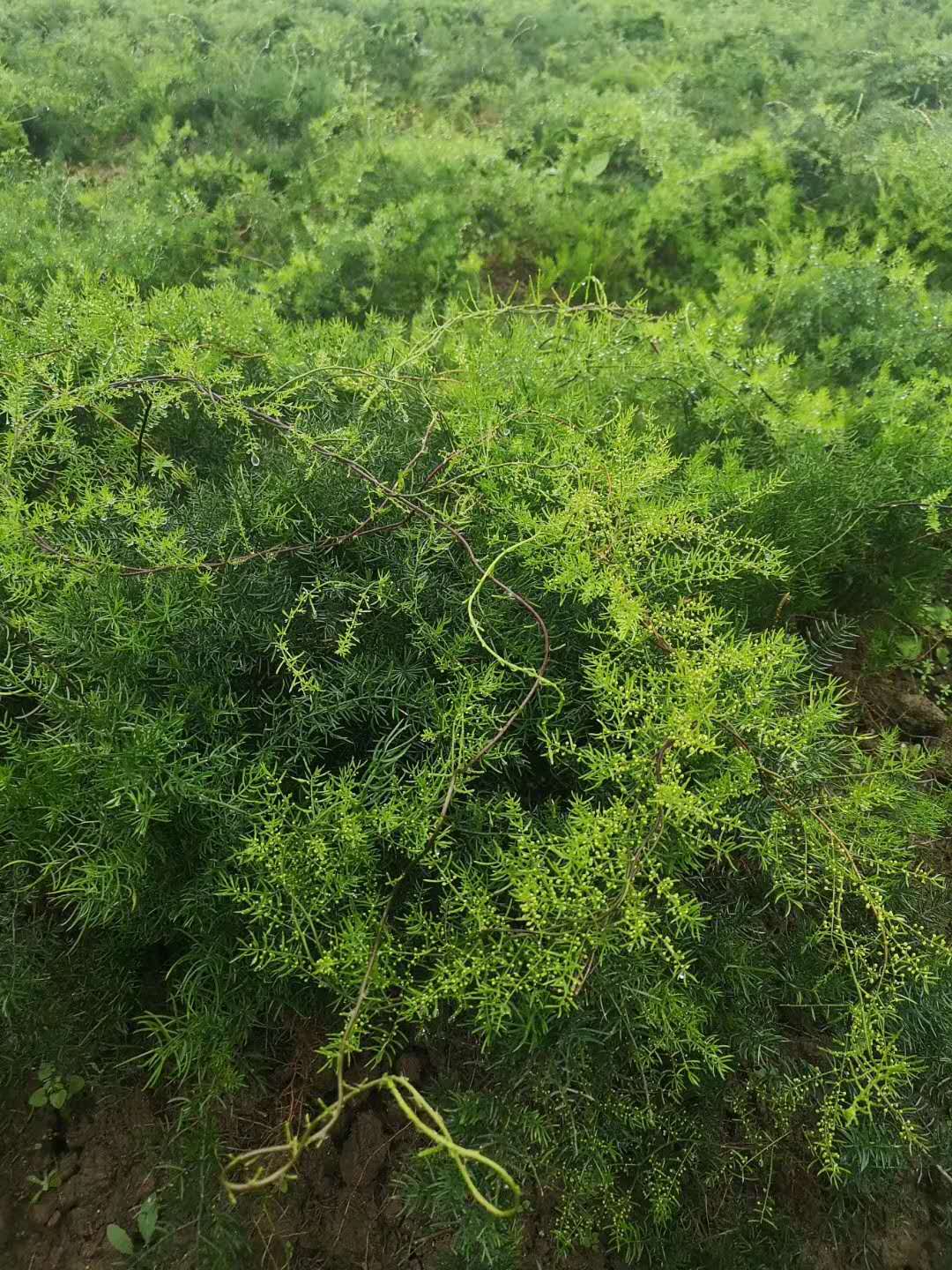 紅河州大天冬種苗種植基地種植天冬苗售賣