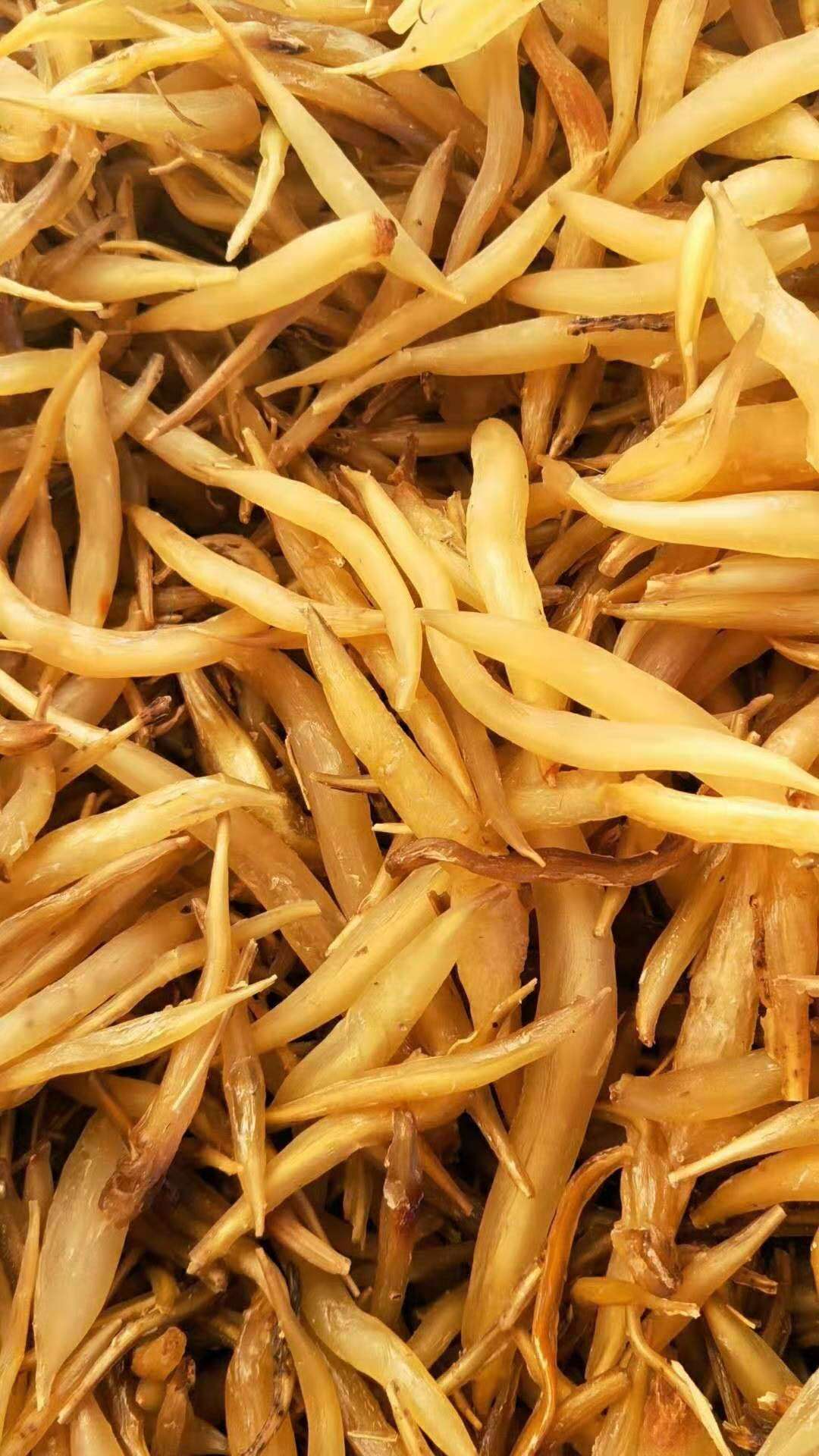 鹰潭天冬种苗种植商家大天冬种苗市场价