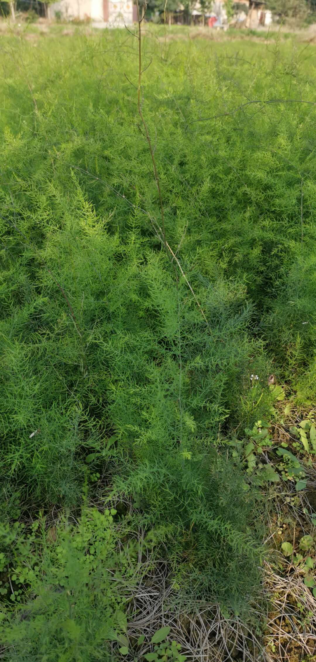 湘西州大天冬種苗種植管理基地種植天冬幼苗怎麼吃