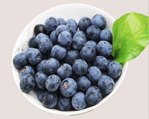 桐乡黑珍珠蓝莓生产