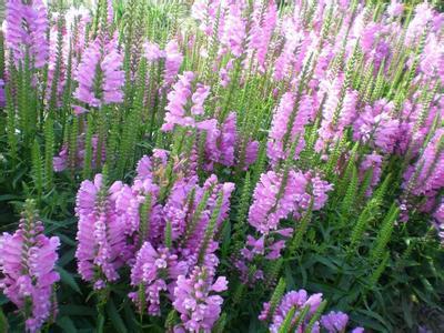 河北丁香红荷兰菊土壤