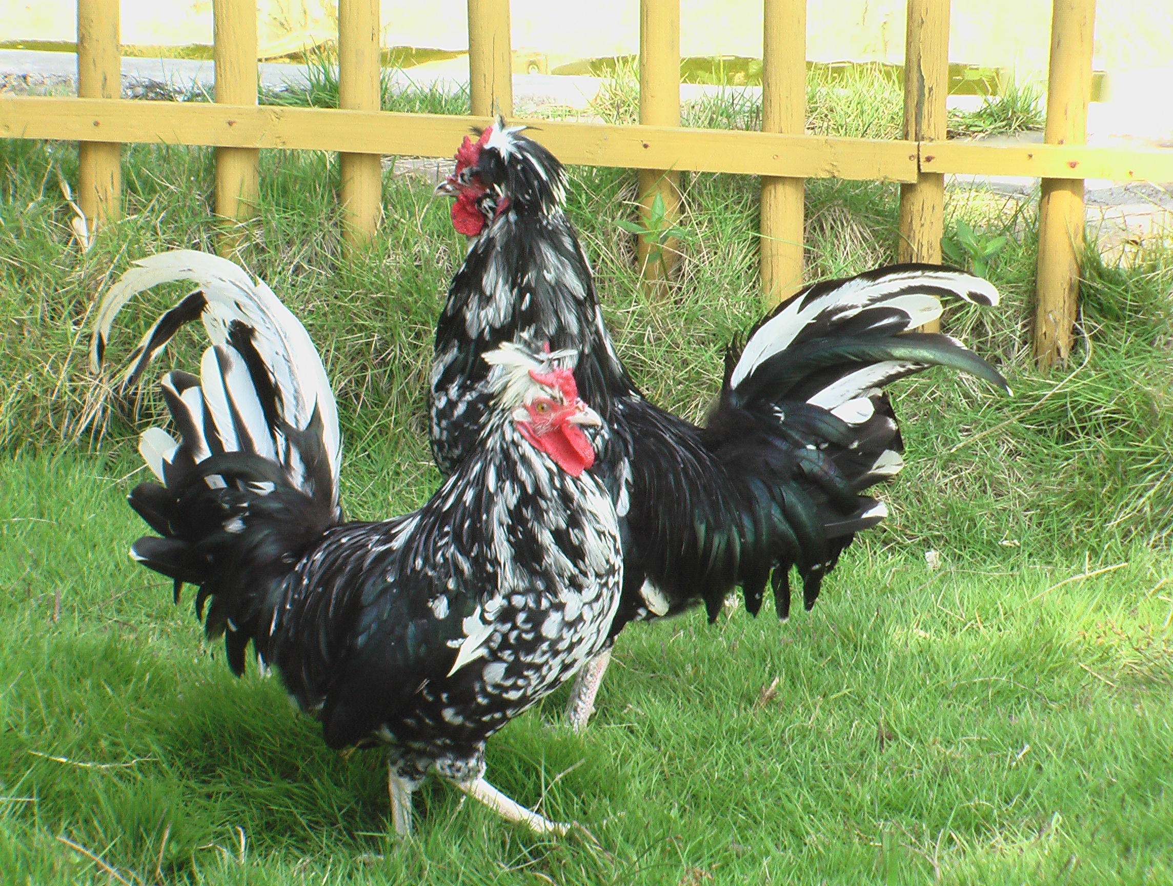 西藏特种养殖栏舍规划