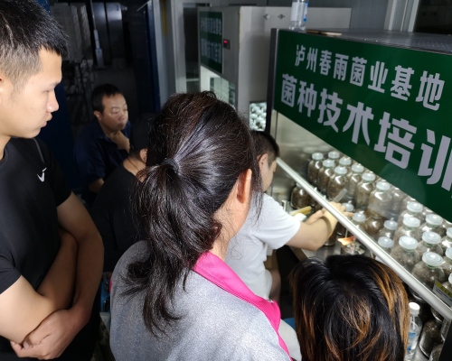 泸州市龙马潭区春雨食用菌研究所