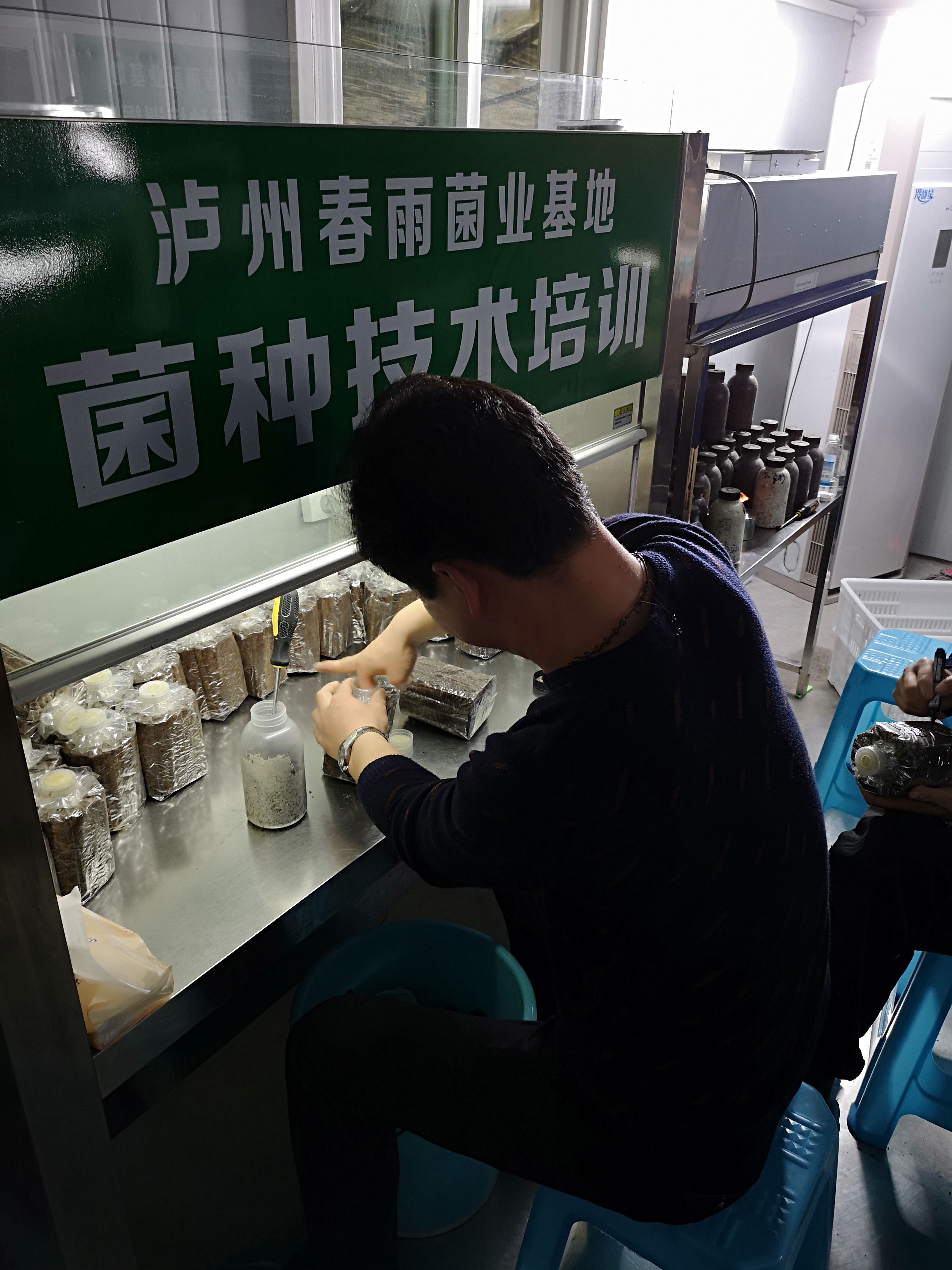 内蒙古松茸栽培哪家好